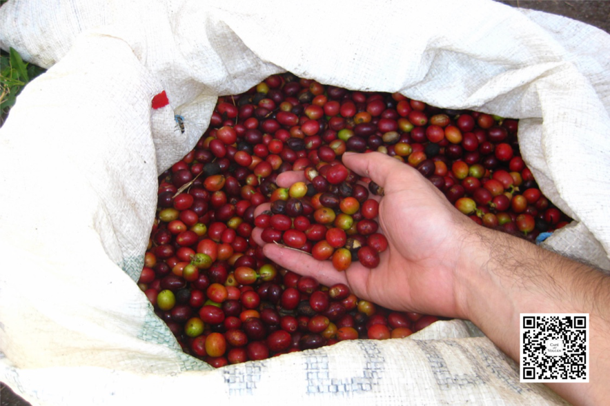 Café del Volcán photo 5