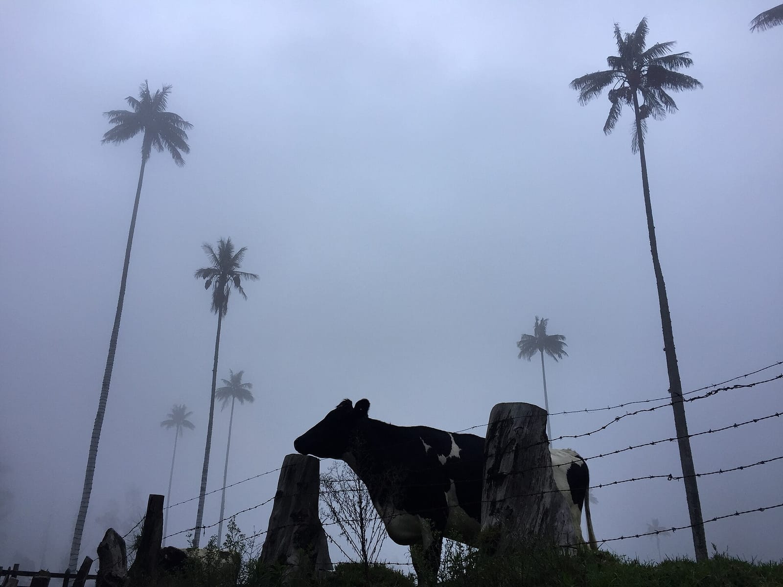 Delicias Cocora