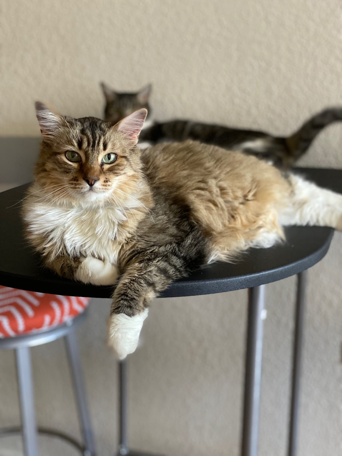 El Jefe Cat Lounge photo 2