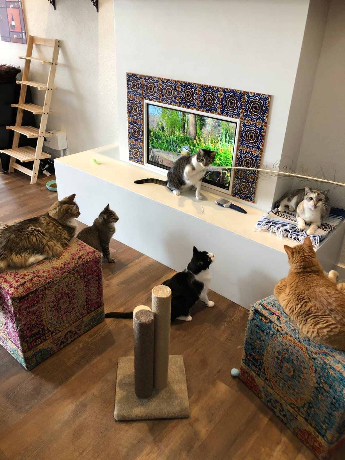El Jefe Cat Lounge photo 4