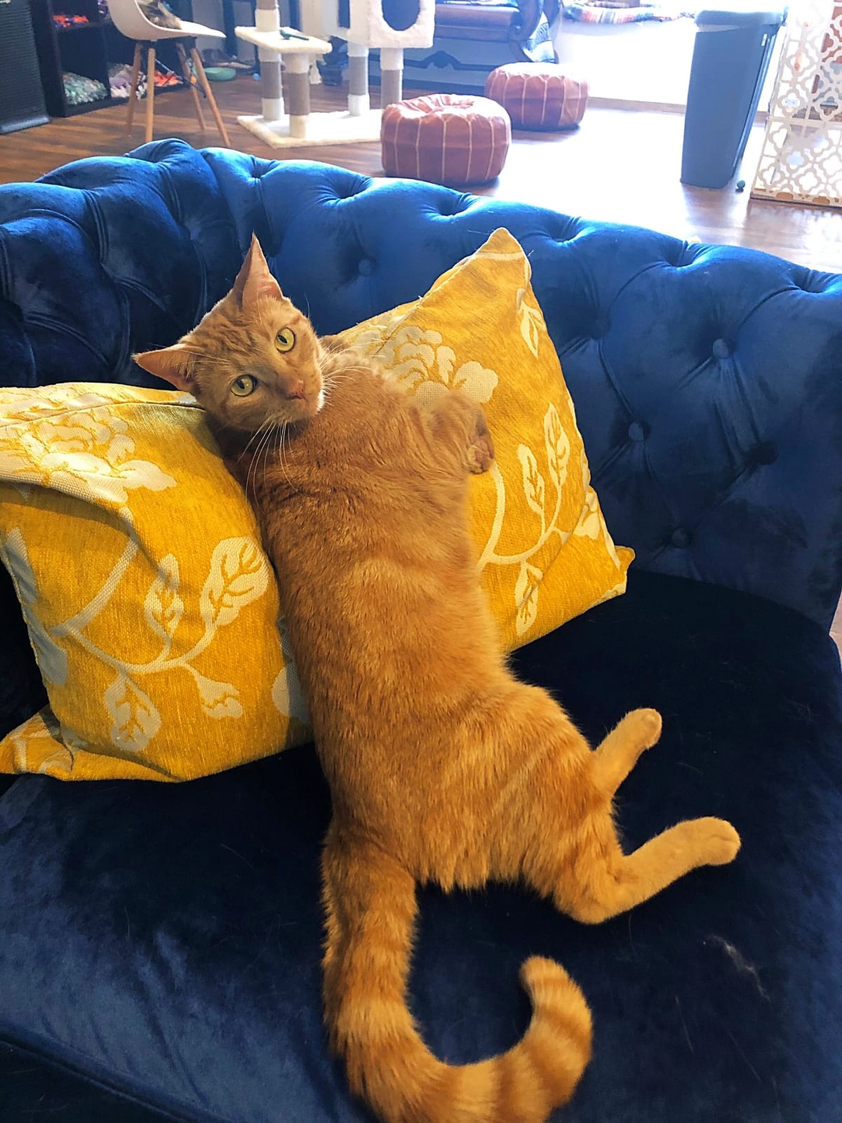 El Jefe Cat Lounge photo 3