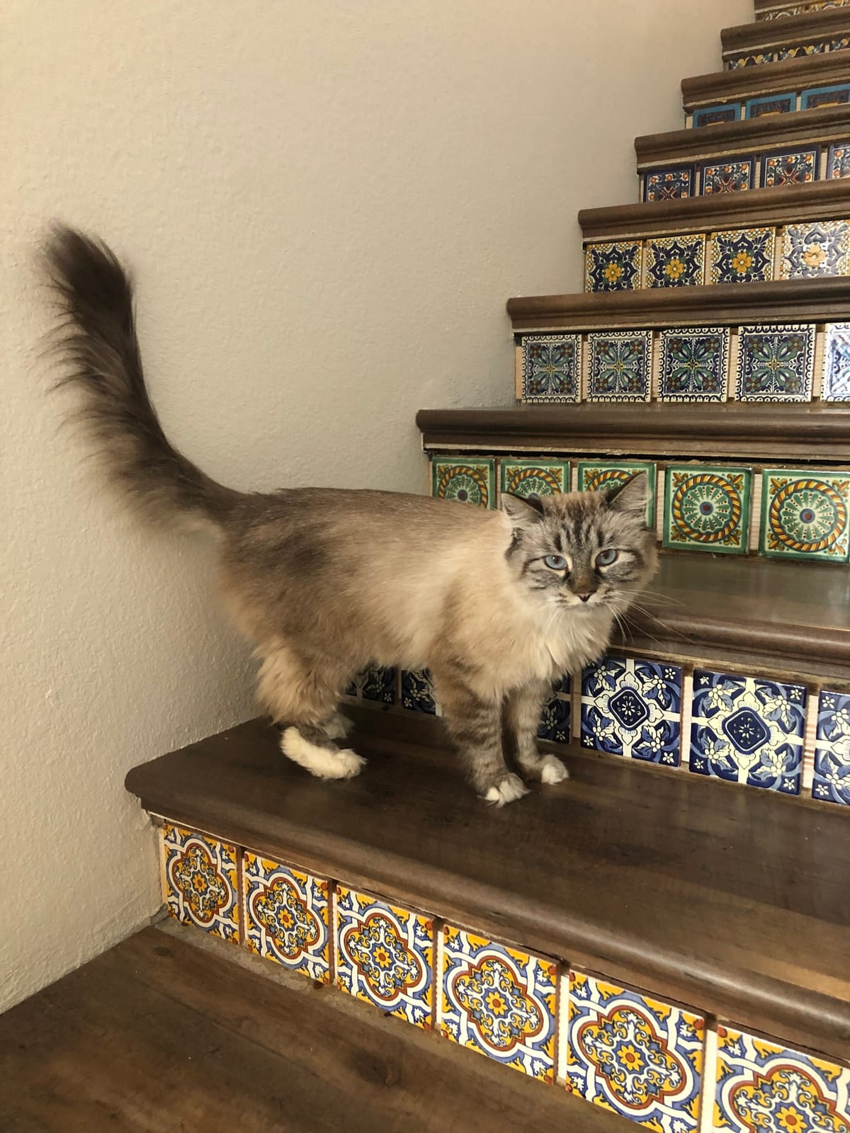 El Jefe Cat Lounge photo 5