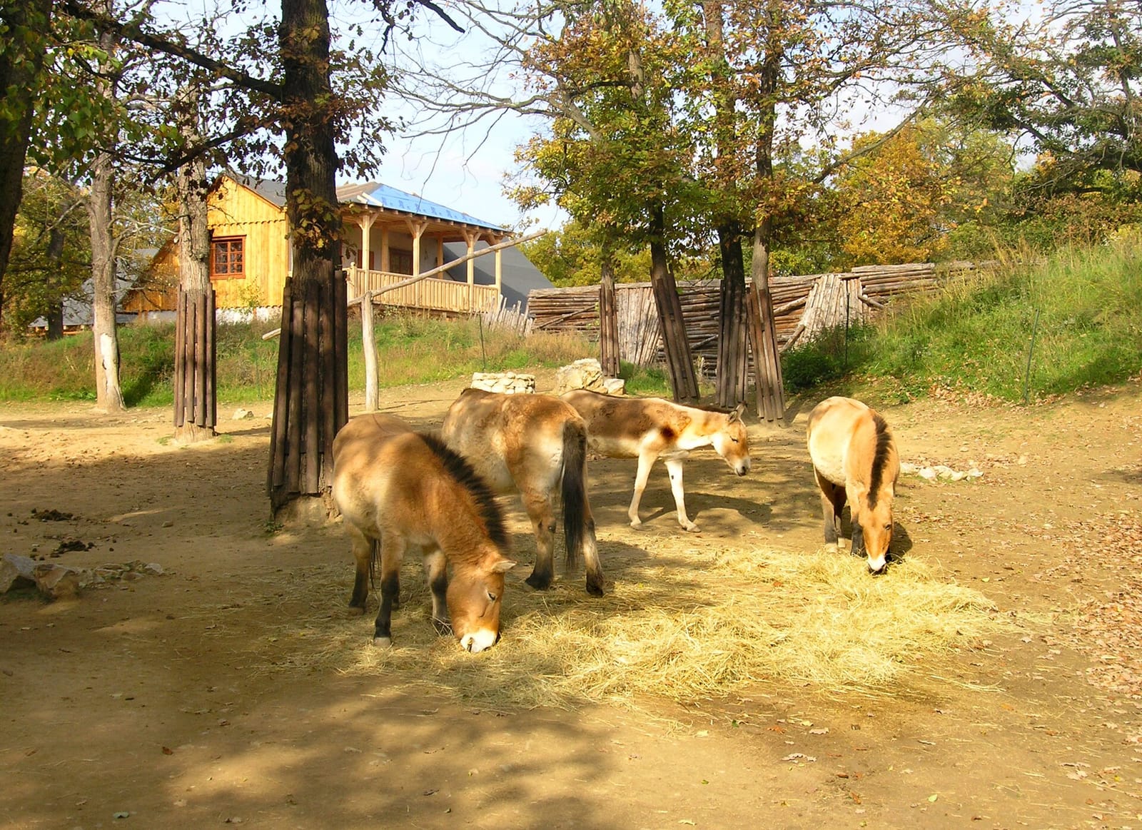 Křupkafé