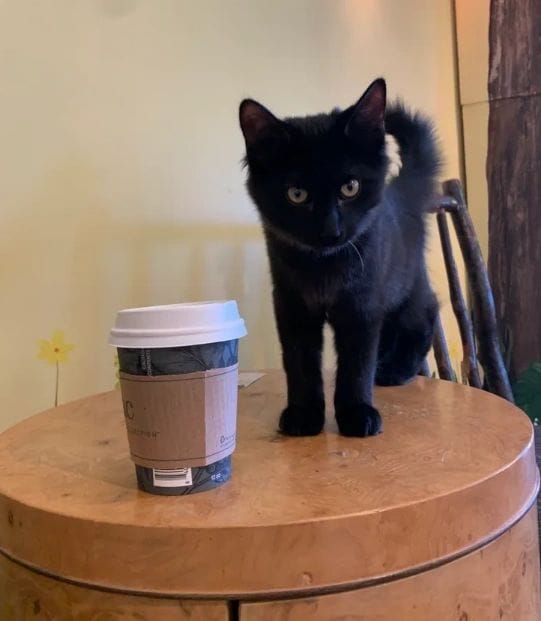 The Region Cat Café photo 2