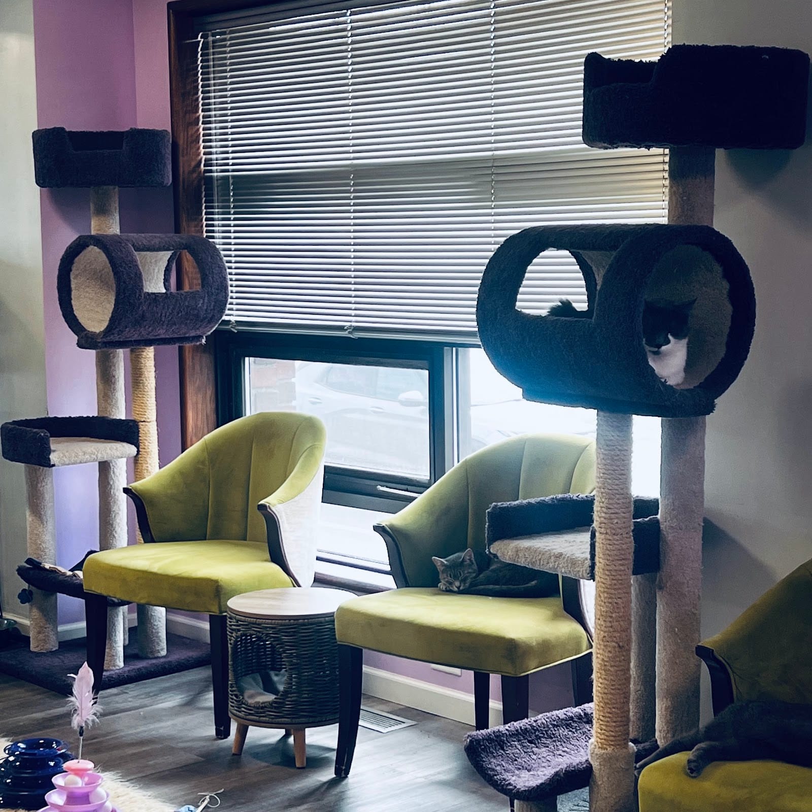 The Cat Lady Cafe