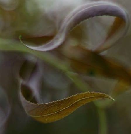 Čajovna u Pekla photo 3