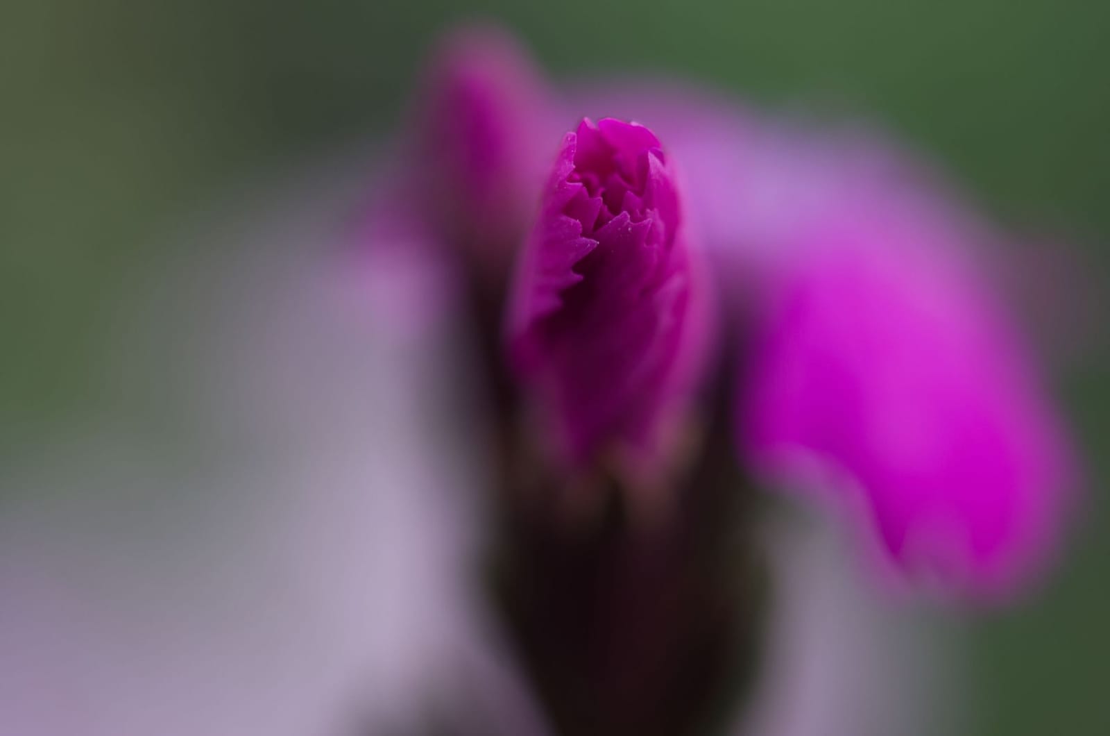 Artemisia photo 5