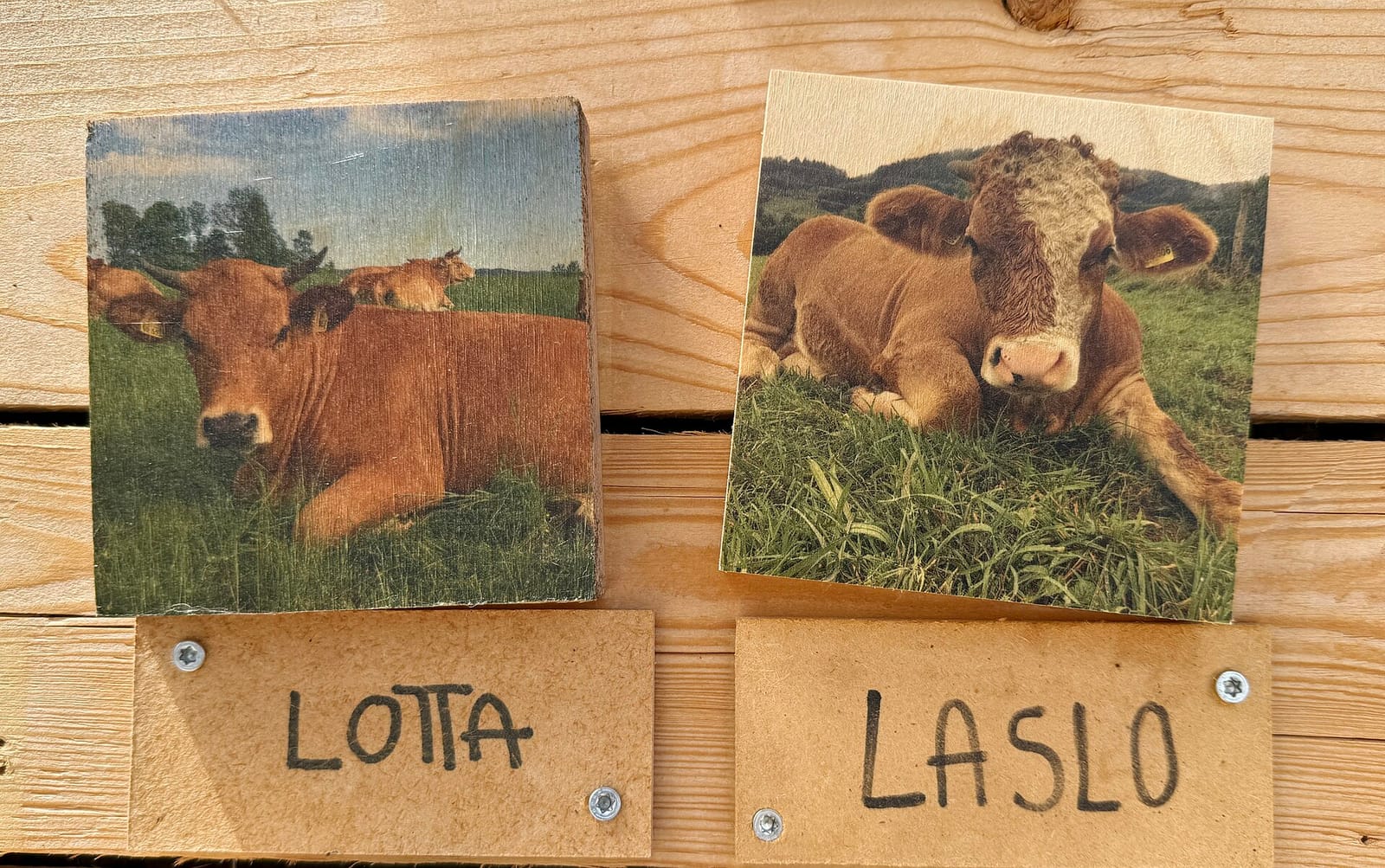 Hofcafé Kloster Gut Schlehdorf photo 4