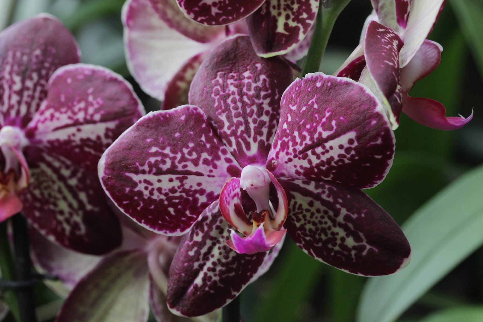 Café Orchidee photo 5