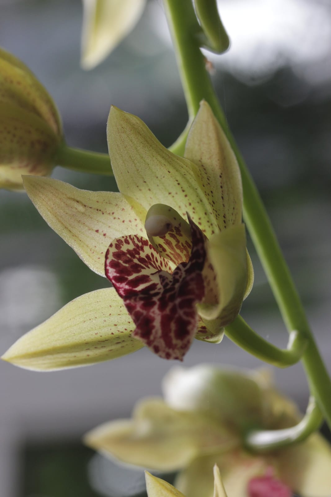 Café Orchidee photo 2
