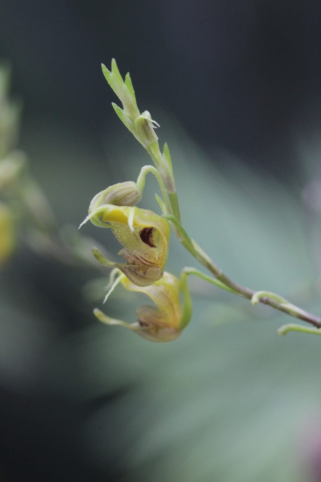 Café Orchidee photo 3