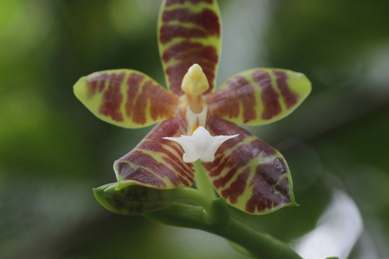 Café Orchidee photo 4