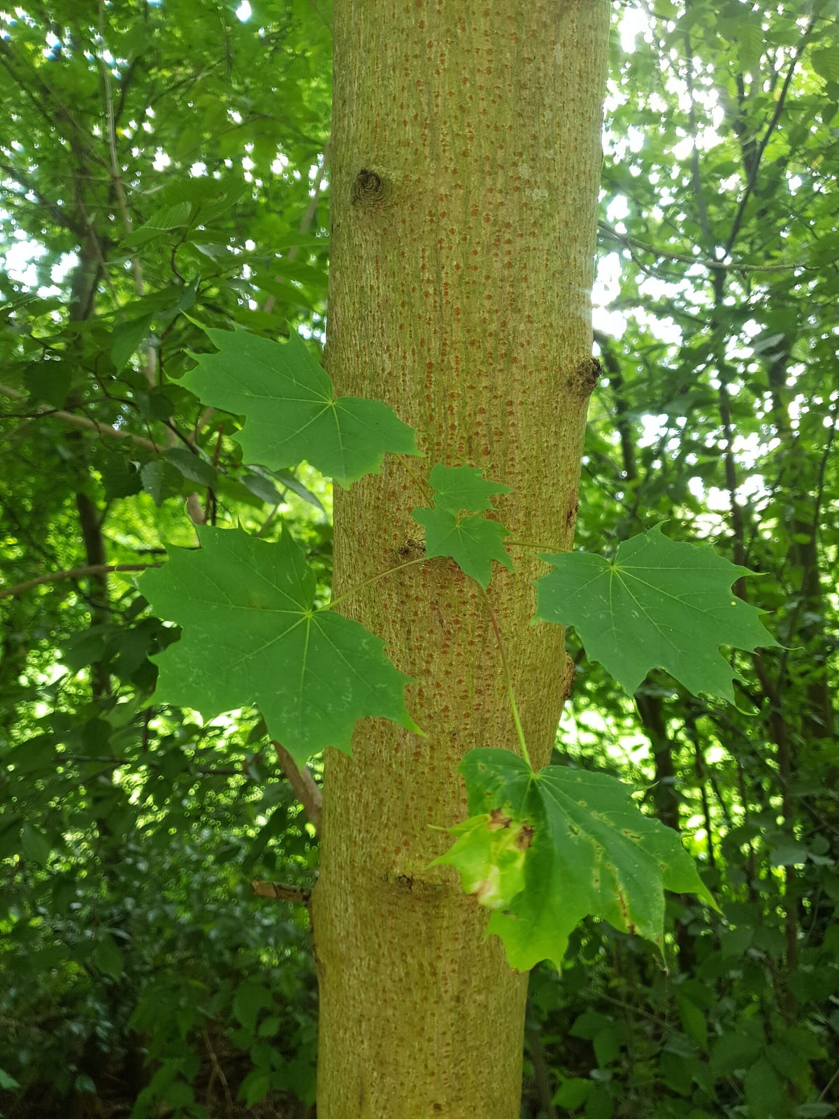 Bethaus der Bergleute photo 4
