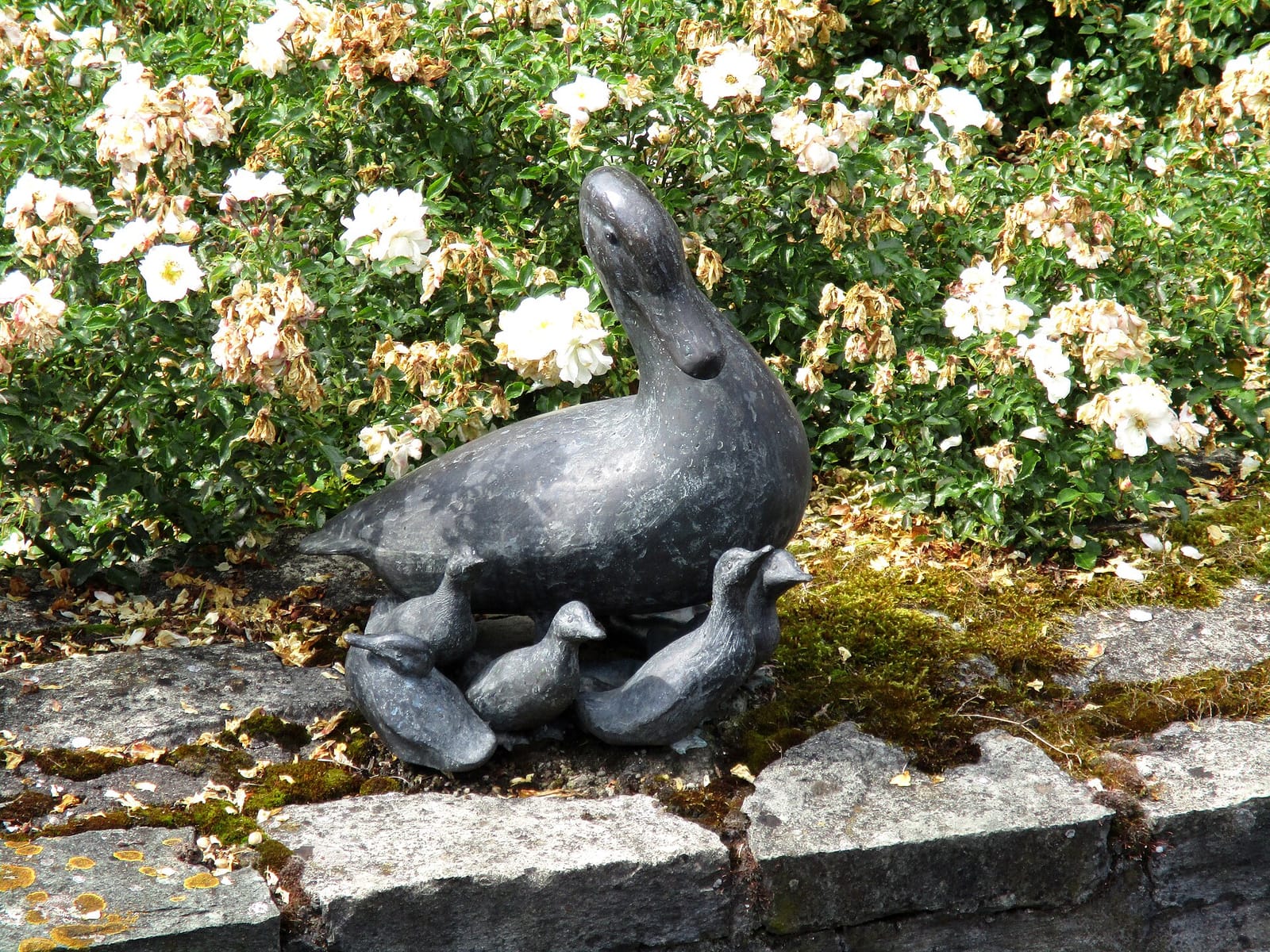 Blaubeere photo 3