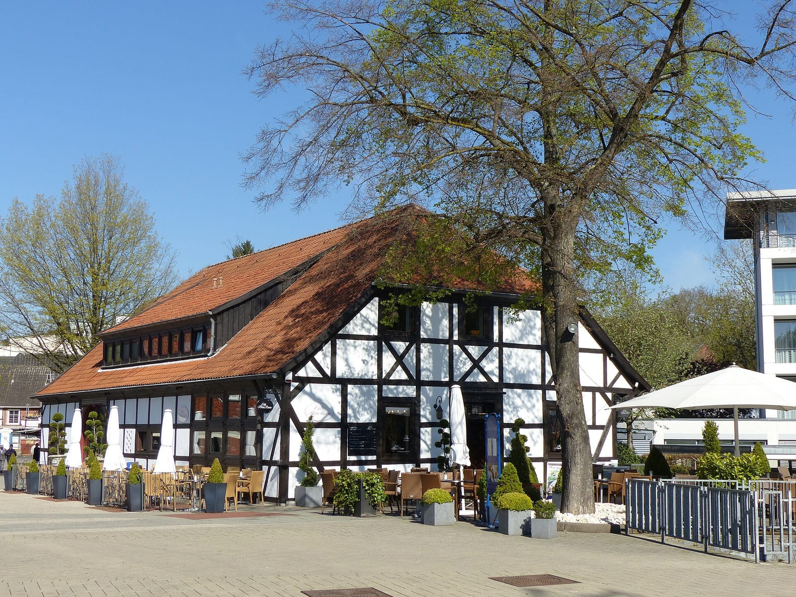 Blaubeere photo 4