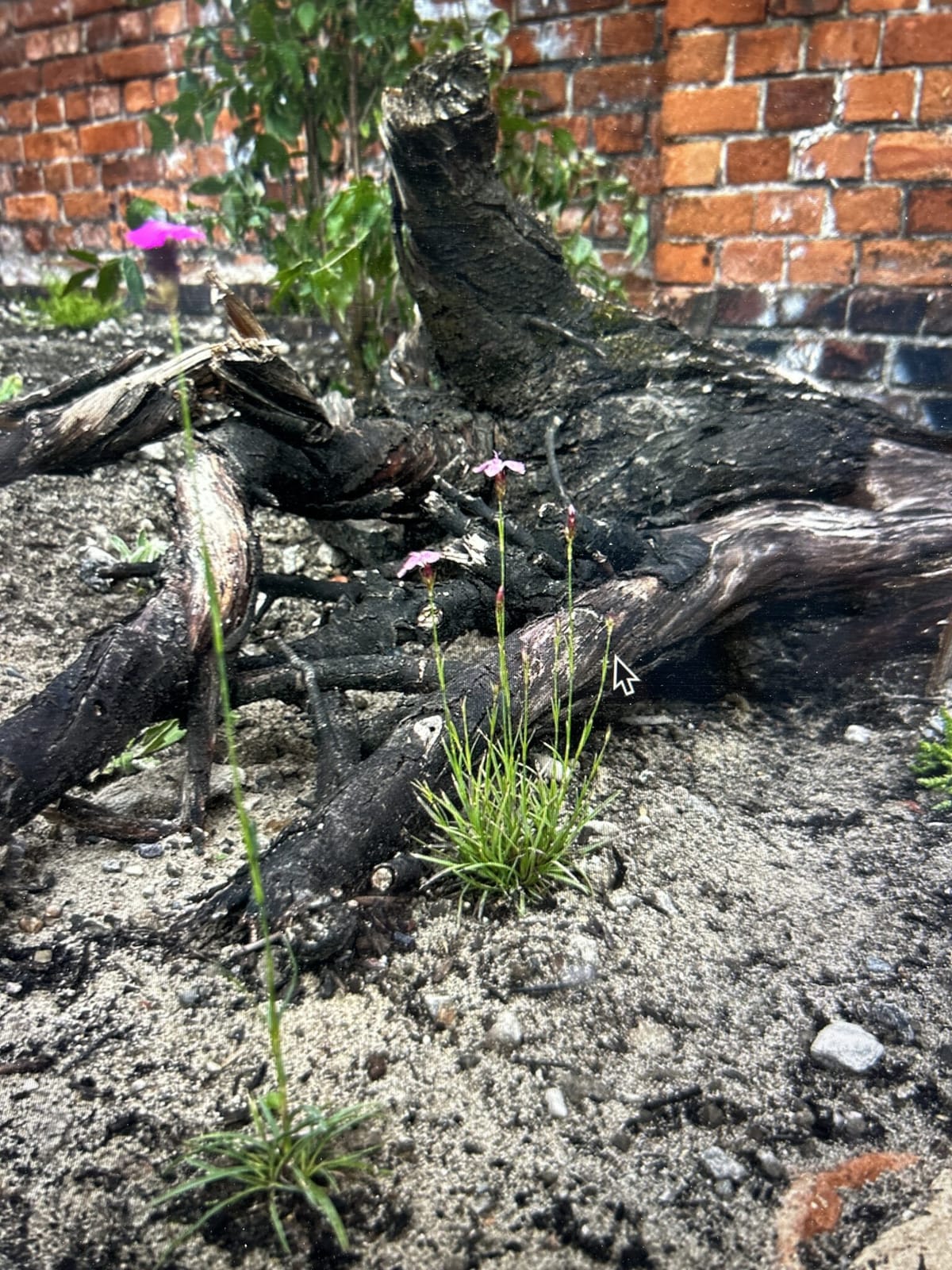 Naturgarten-Café photo 5