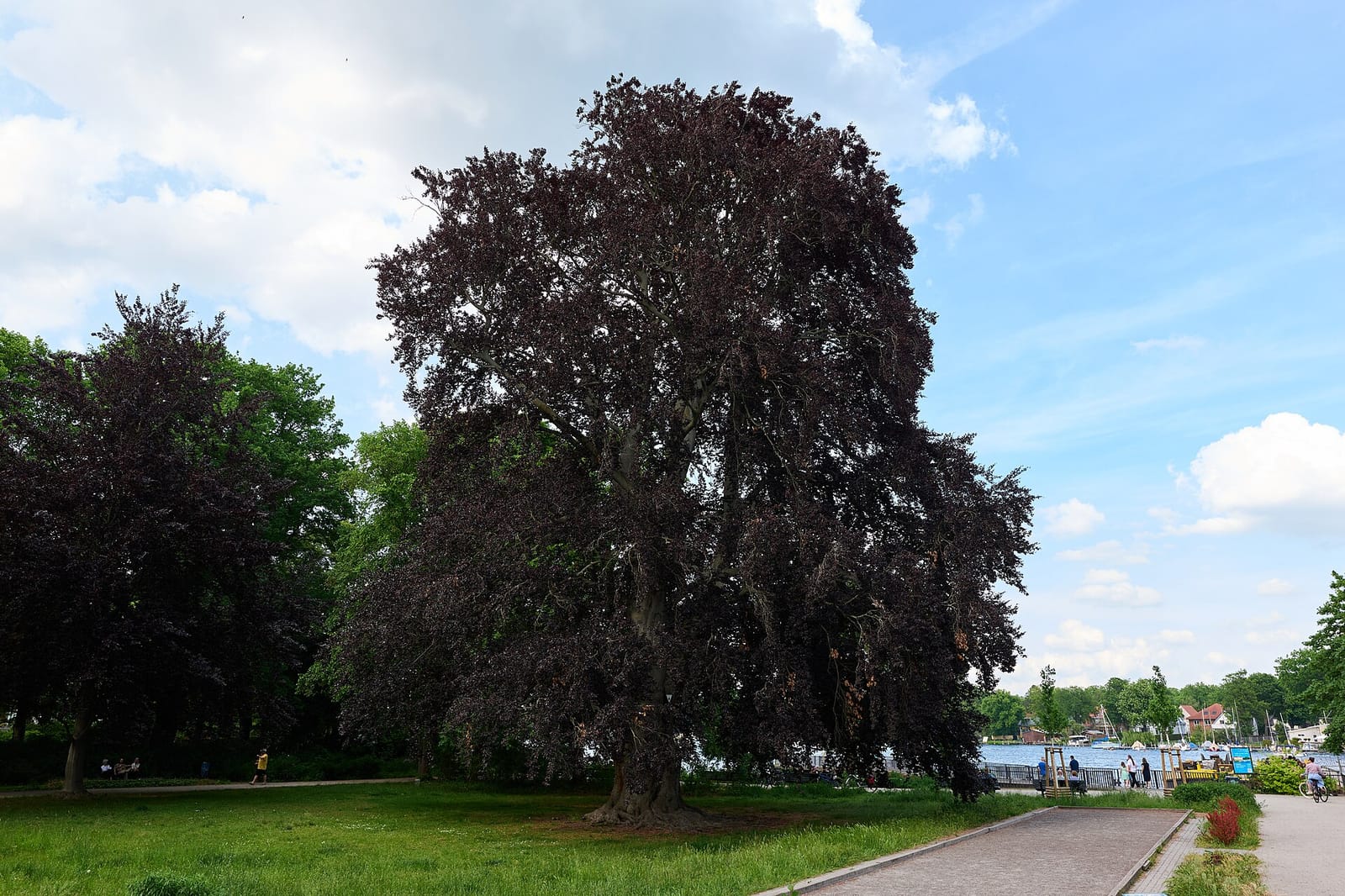 Café Büxenstein