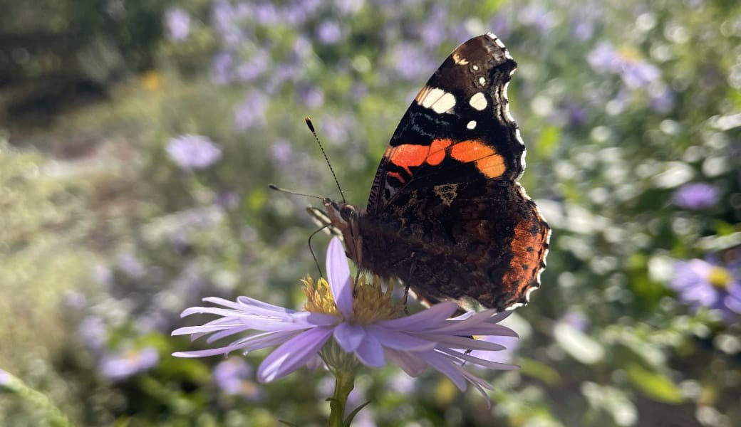 Gunns Gartencafé photo 2
