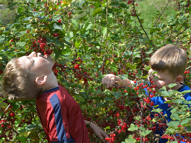 Kultur & Beeren photo 4
