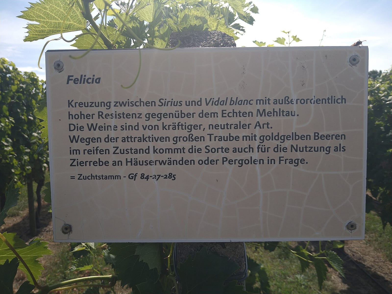 Straußwirtschaft Weintiene photo 2