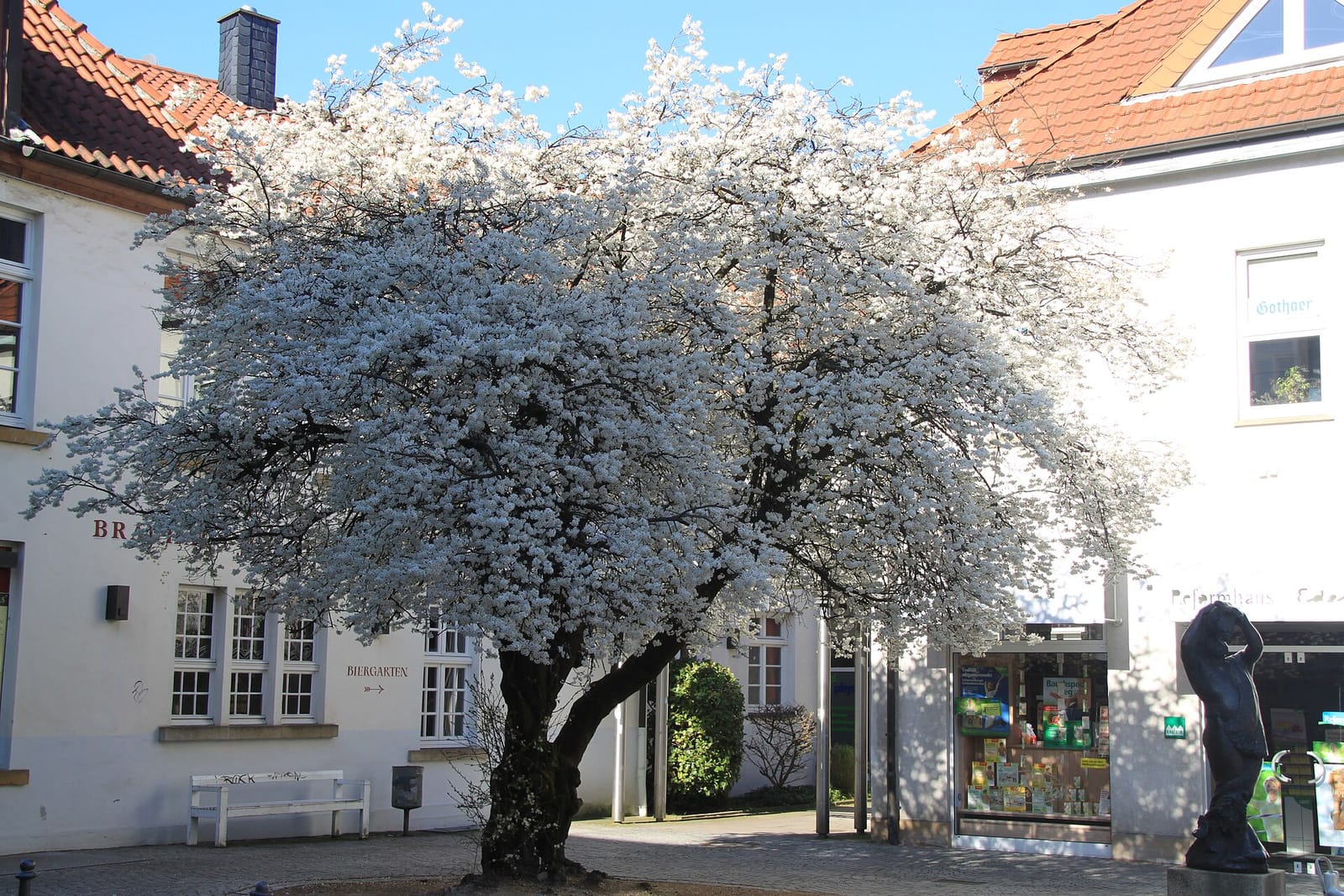 Schokoli