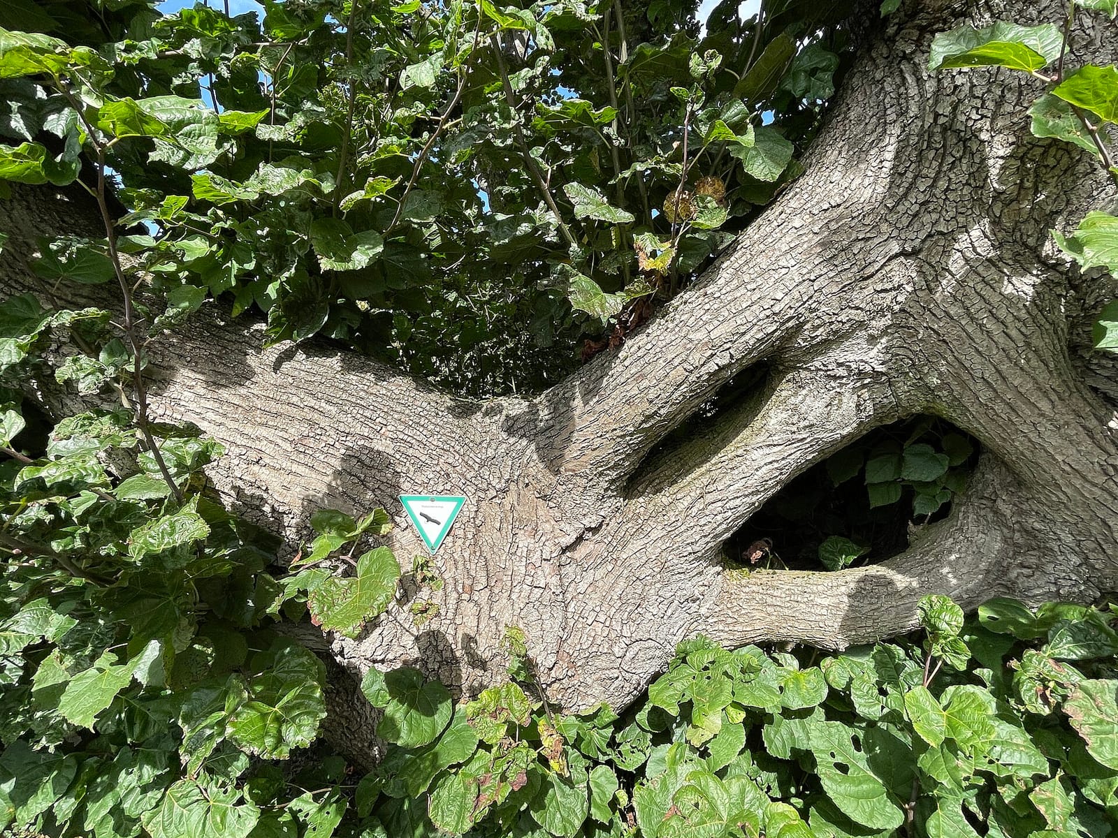 Zum Bergischen Löwen photo 4