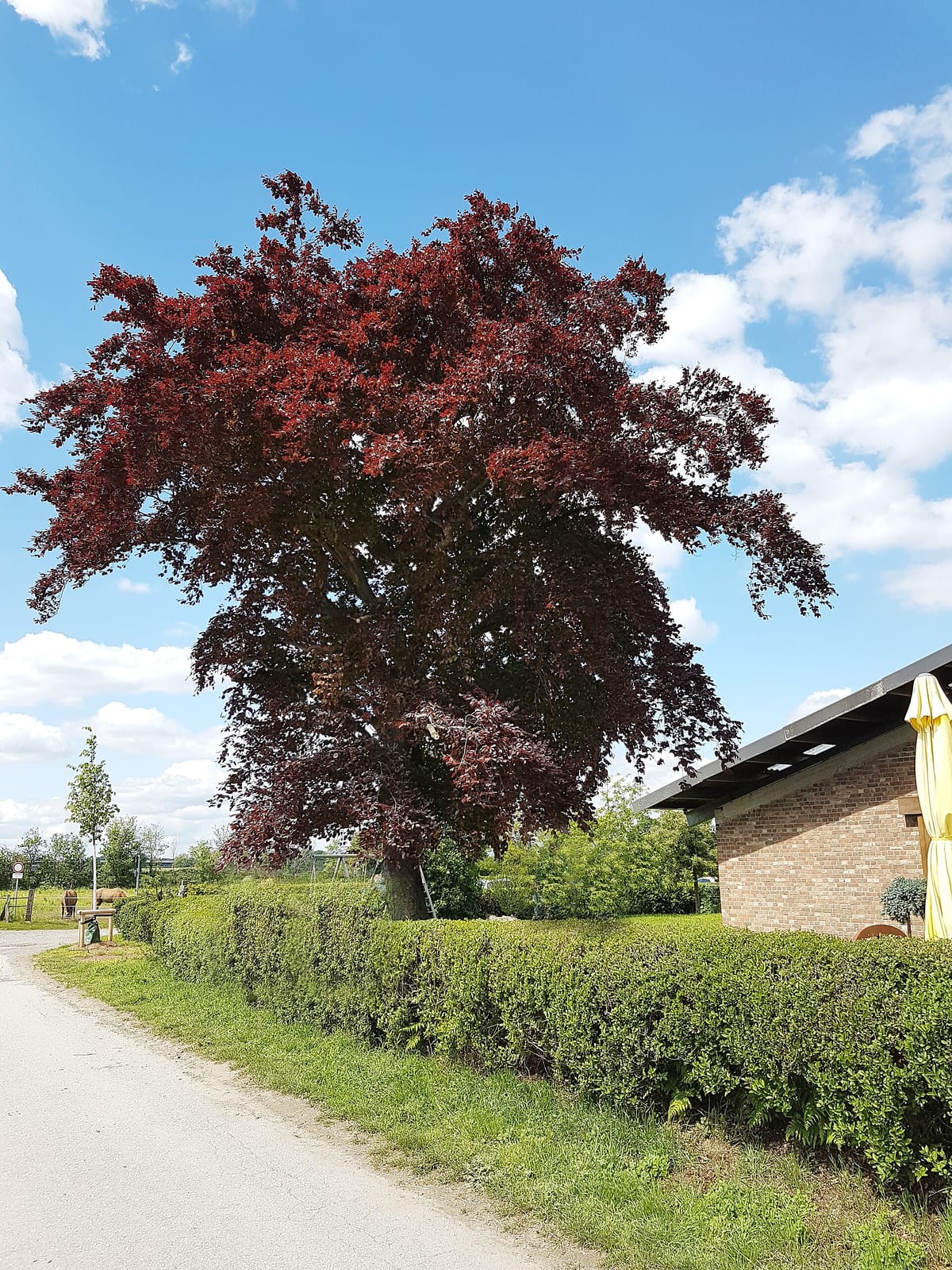 Bauerncafé Ellerhof