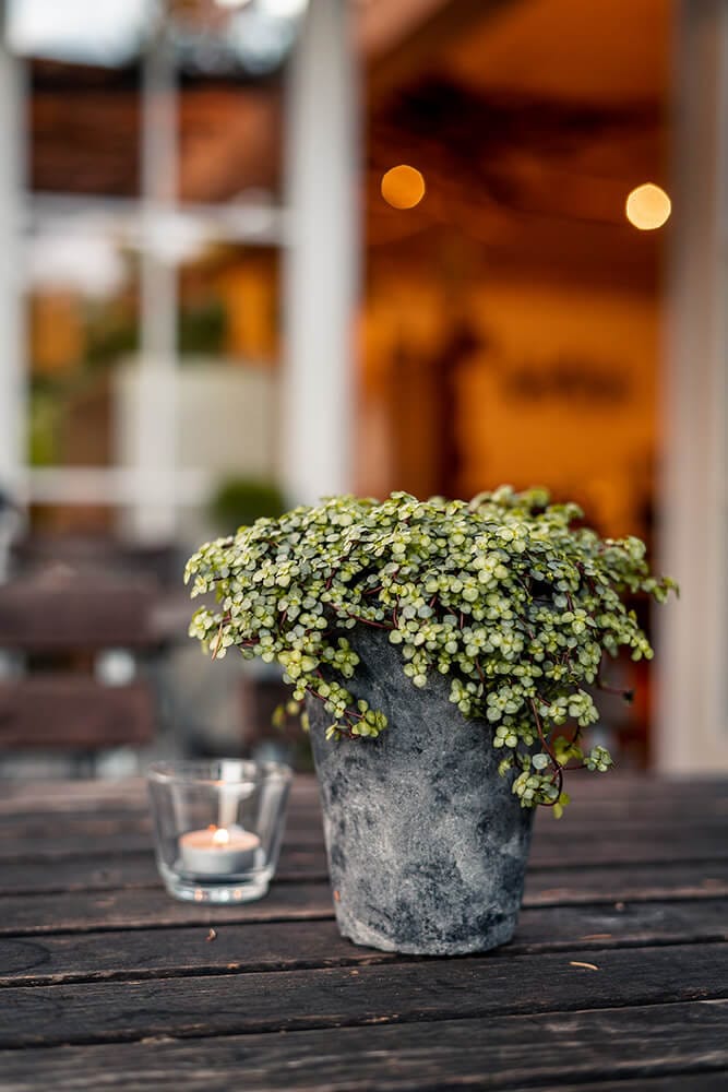 Blumencafé photo 6