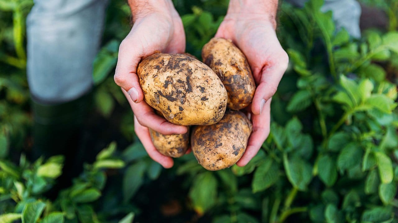 Café-Shop Blueberry photo 3