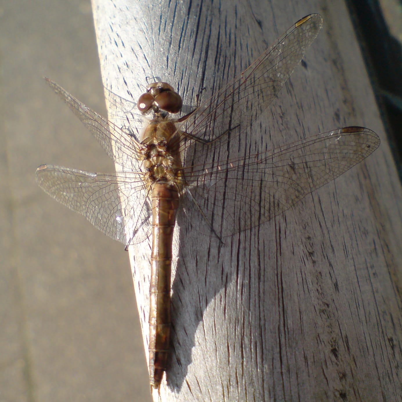 Ændré photo 4