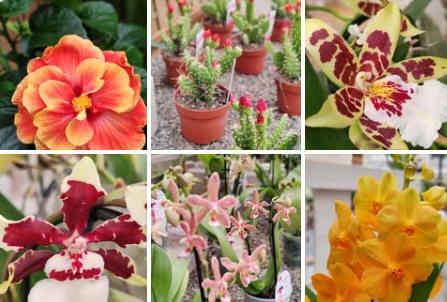 Café Orchidee