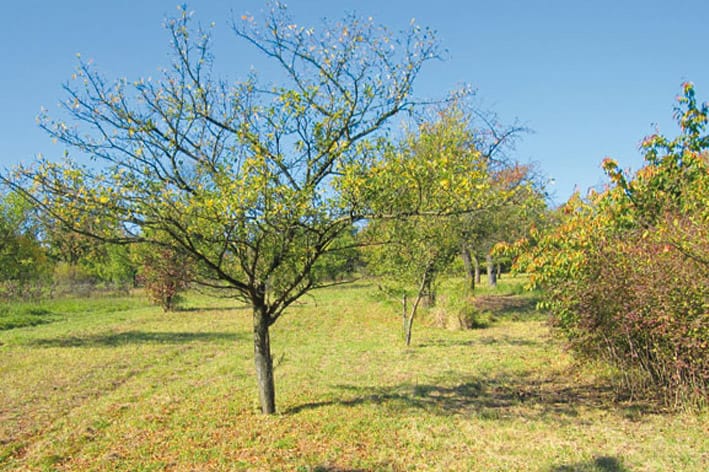 Äppel-Bistro photo 4