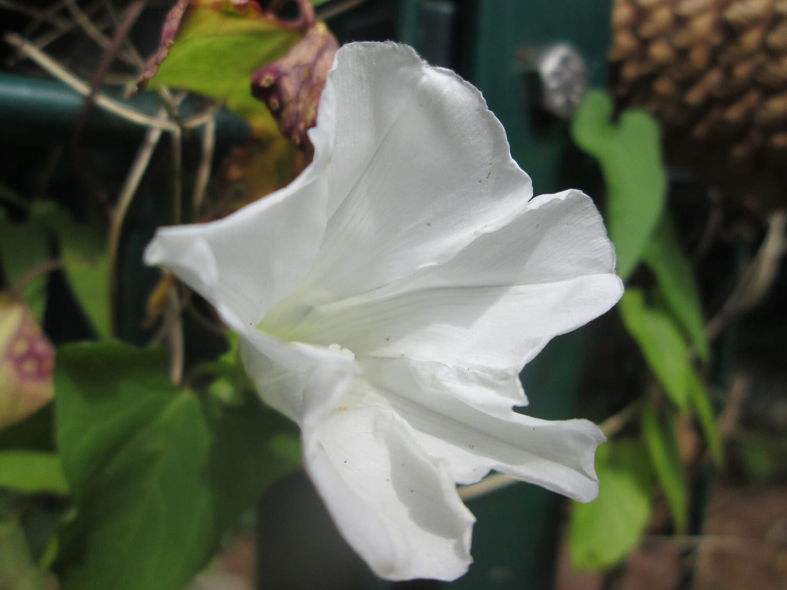 Lato photo 3
