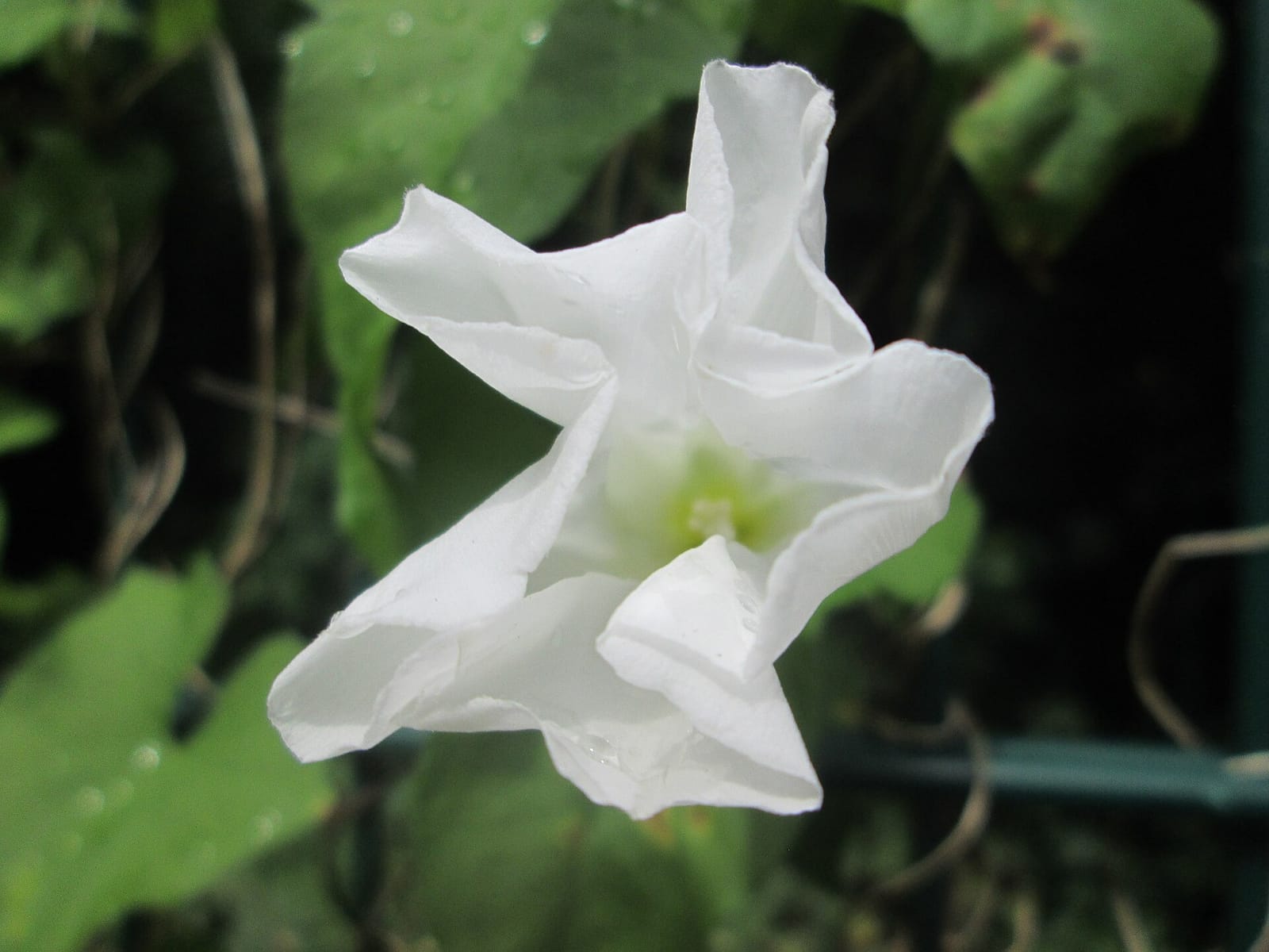 Lato photo 2