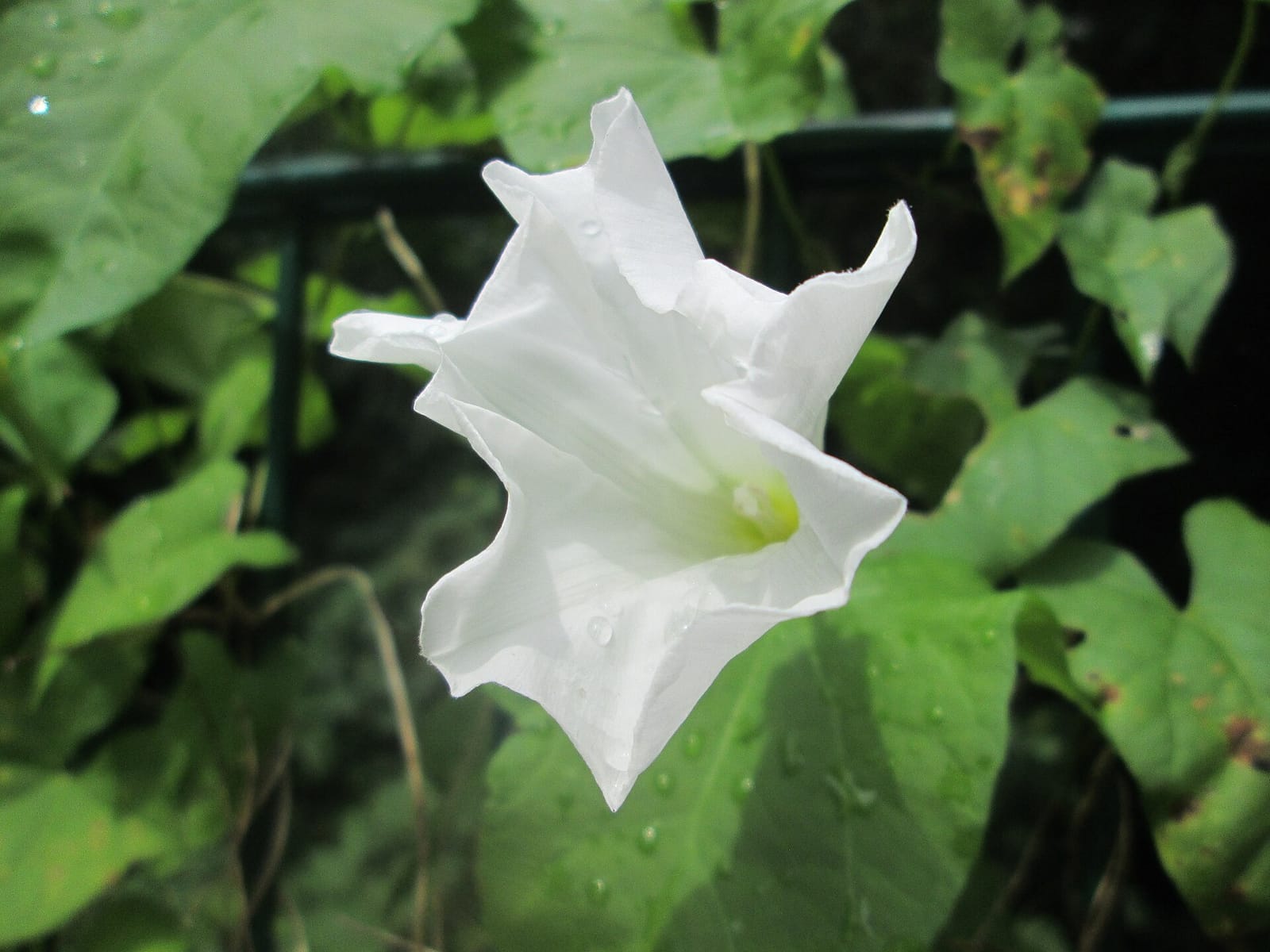 Lato