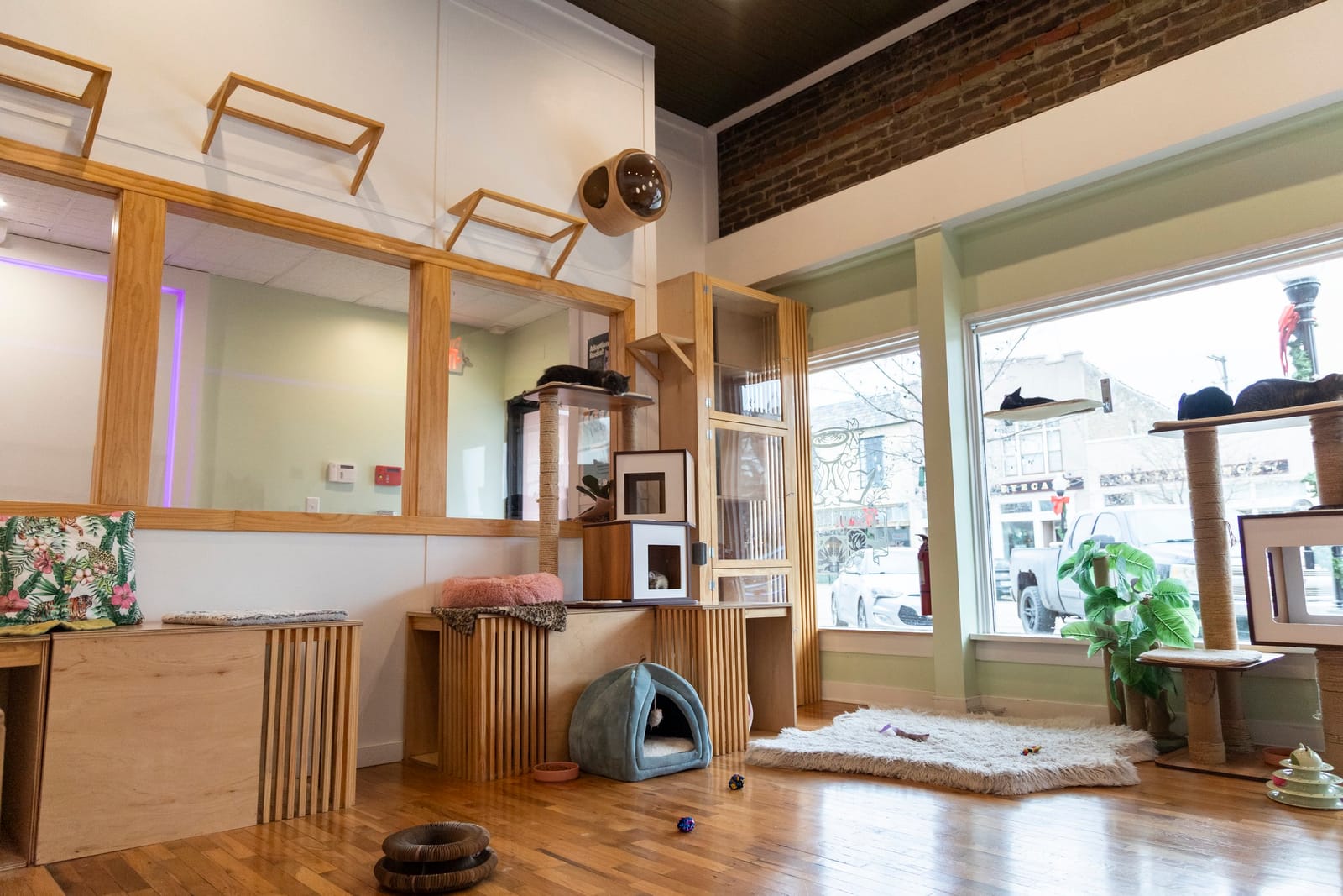 Espurresso Cat Cafe photo 2