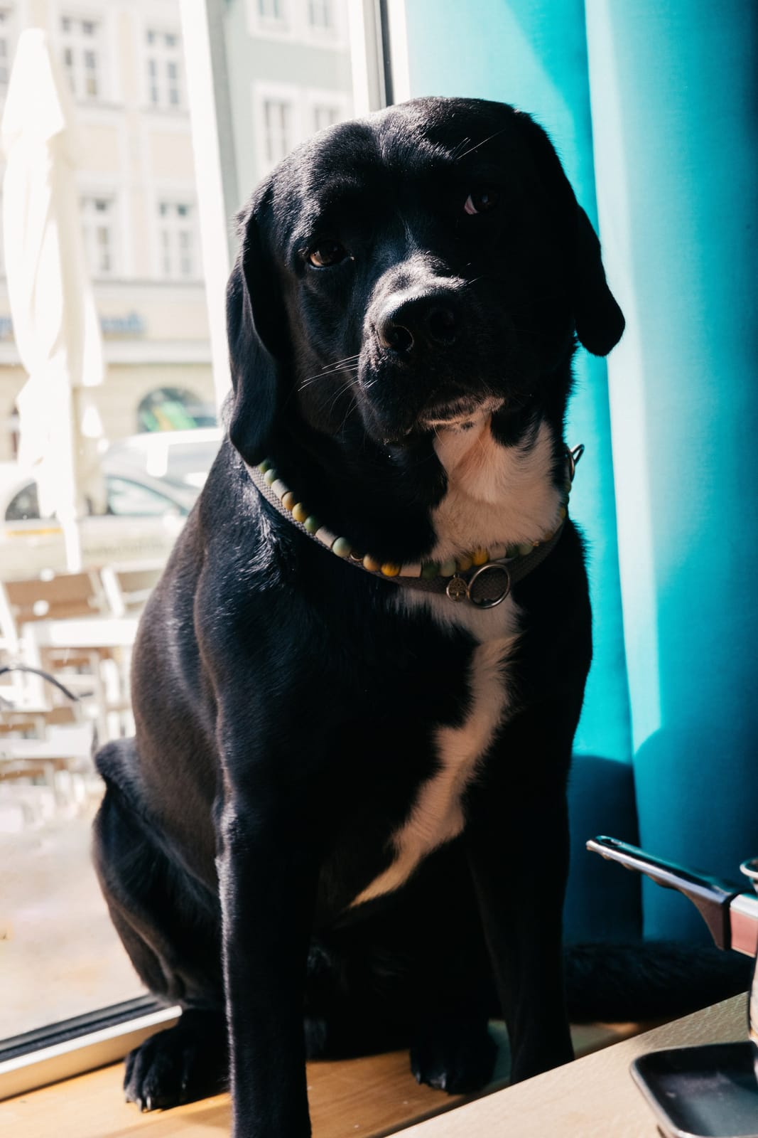 Cooper photo 5