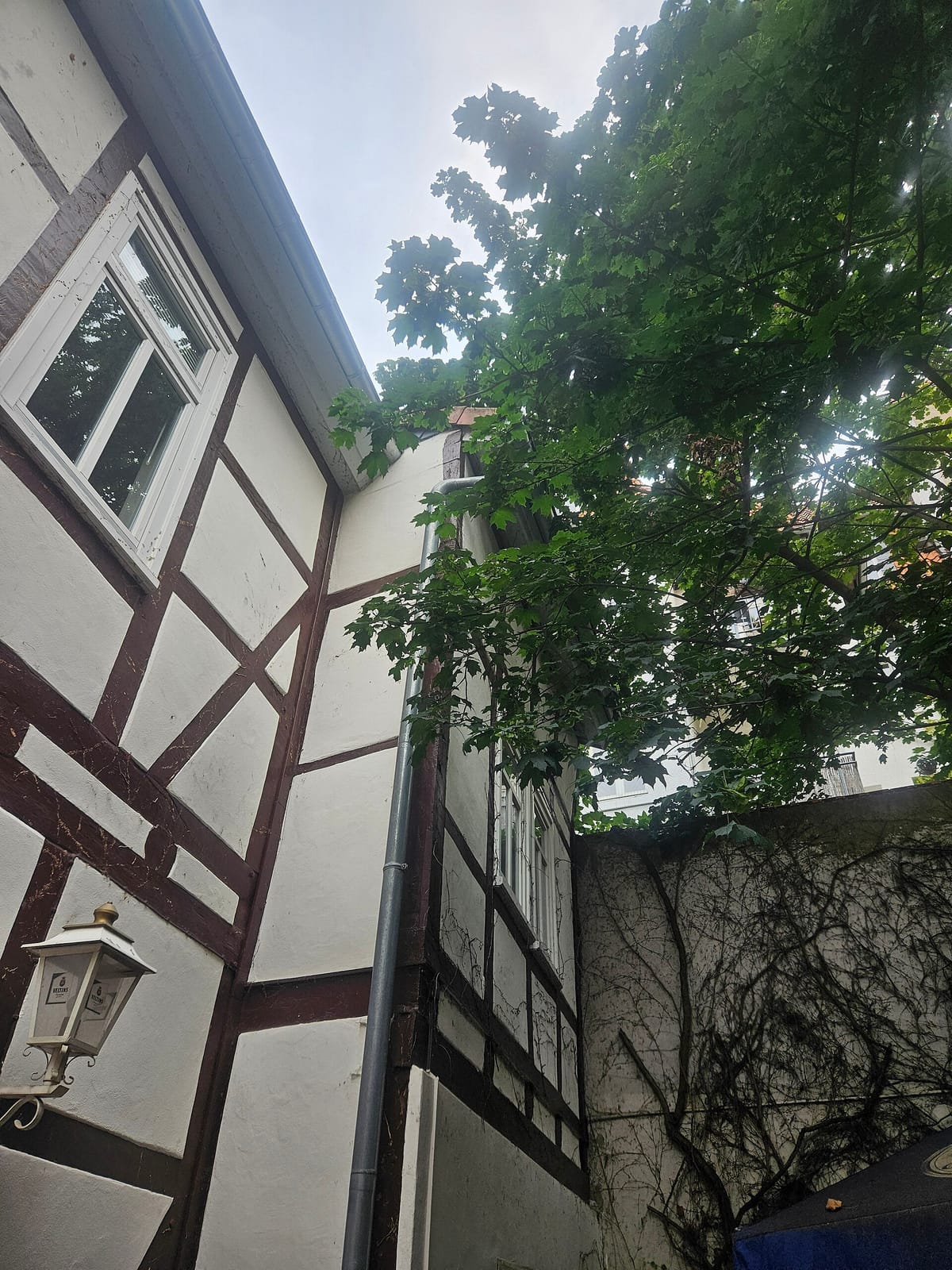 Café Gartenlaube photo 3
