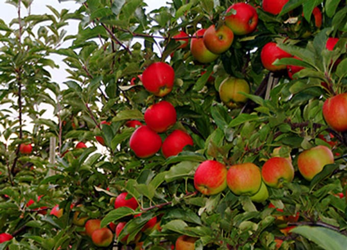 Obstscheune Tätendorf photo 5