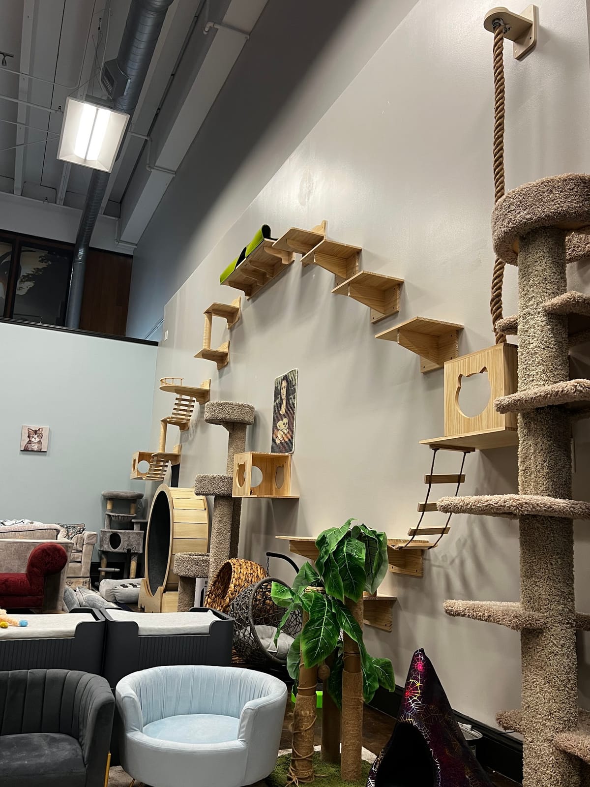Lucy & Oscar's Cat Cafe