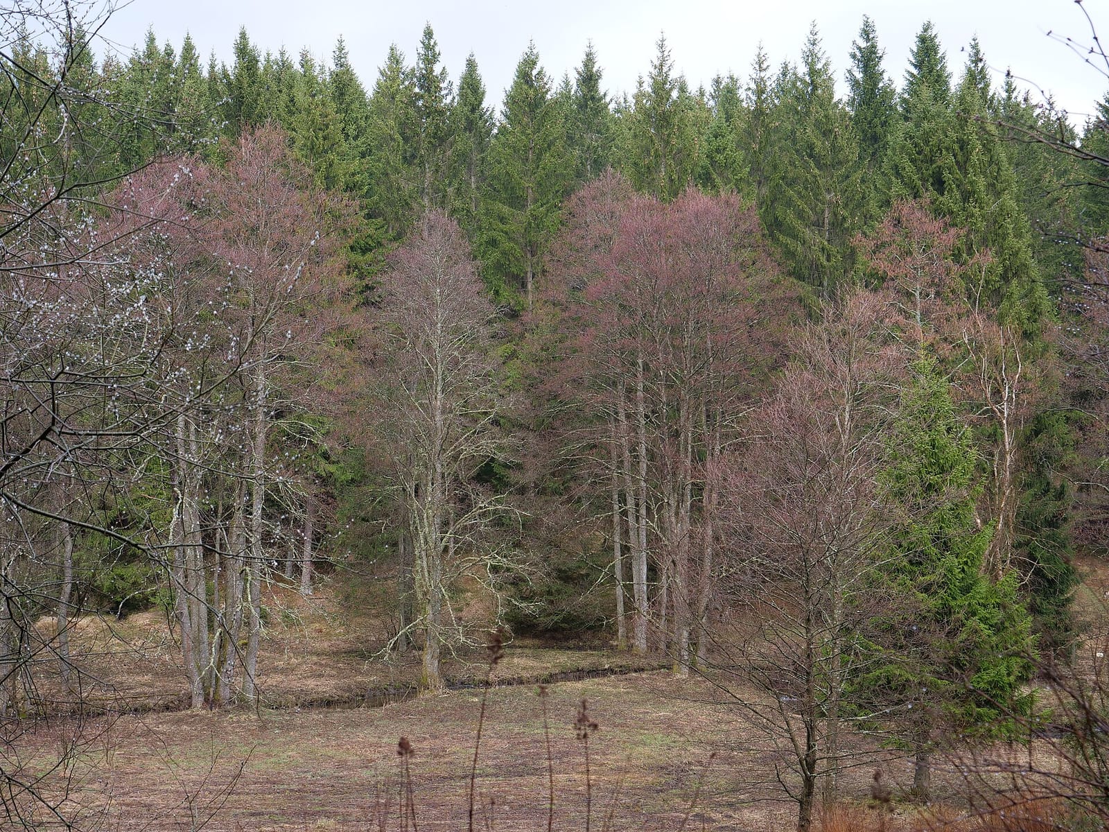 Waldcafé Forellenteich