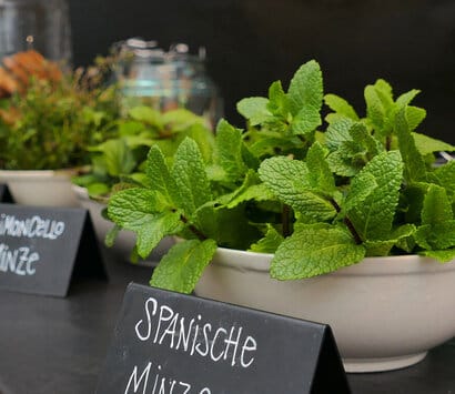 Die Mühlbachgärtnerei photo 4