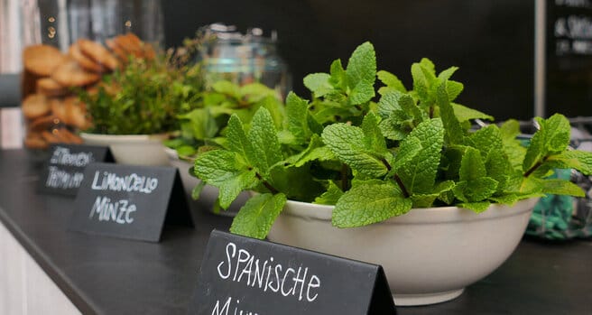 Die Mühlbachgärtnerei photo 2
