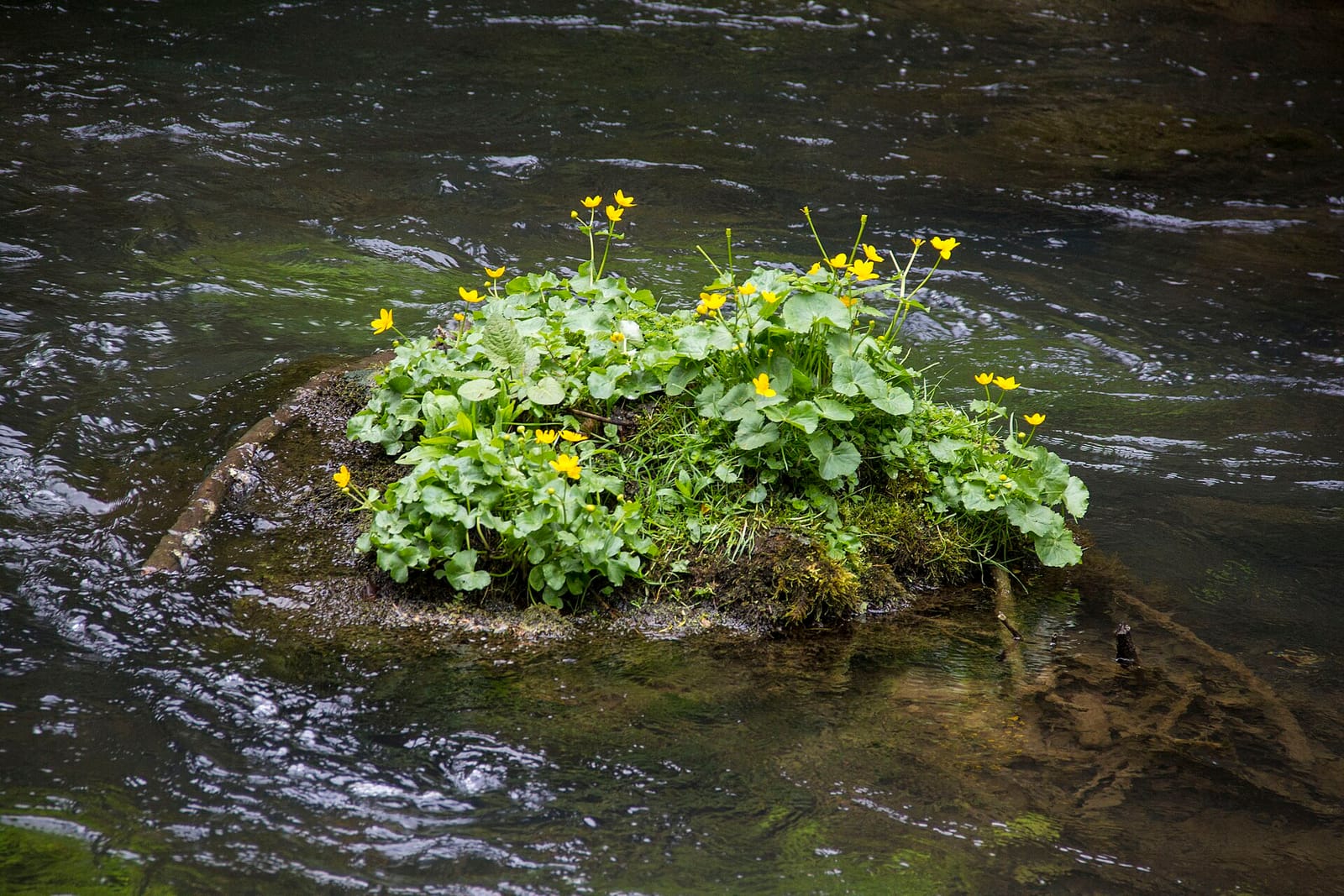 Waldcafé photo 3