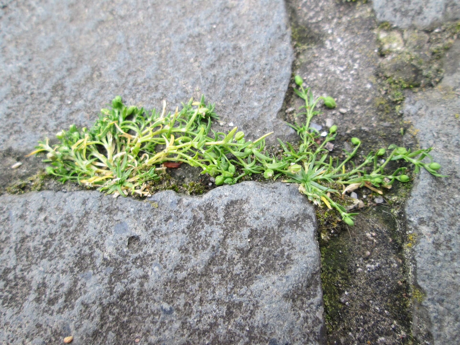 Moccachili photo 5