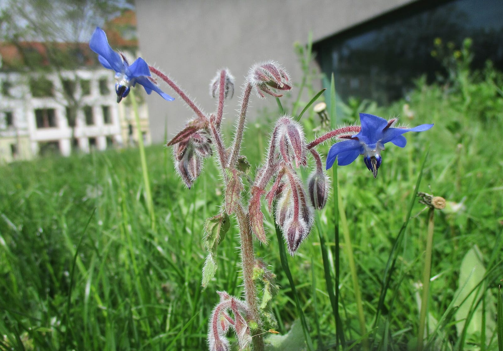 Kunstherz photo 5