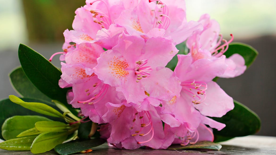 Café Azalee photo 2