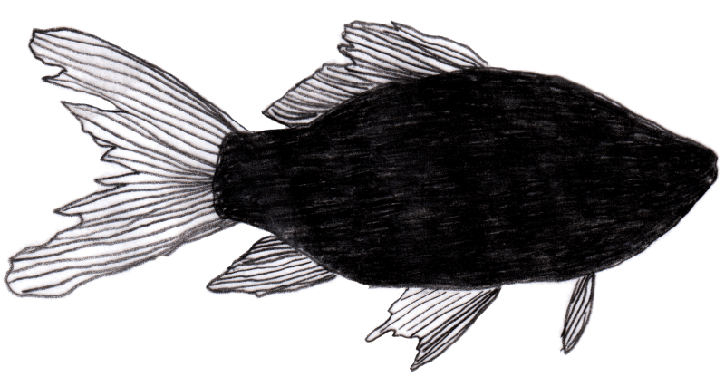 Goldfisch - Café & Conditorei photo 3