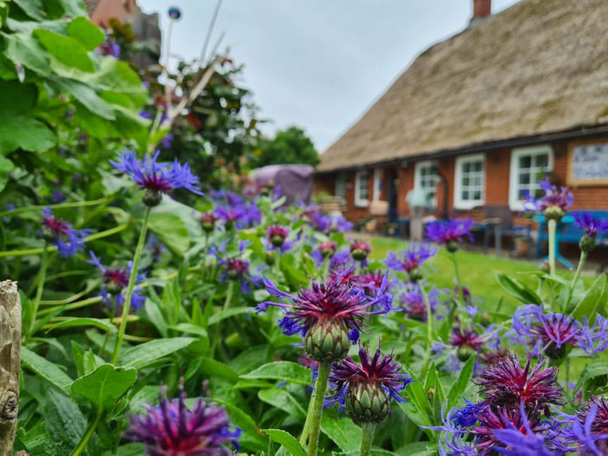 Zum Blauen Pesel photo 5