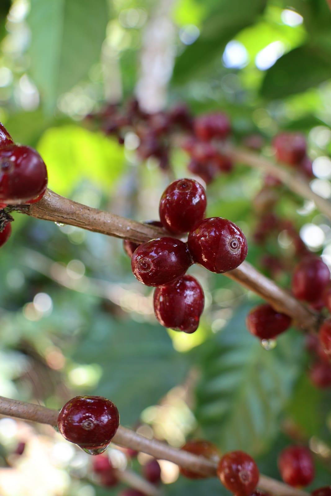 Loppokaffee photo 2